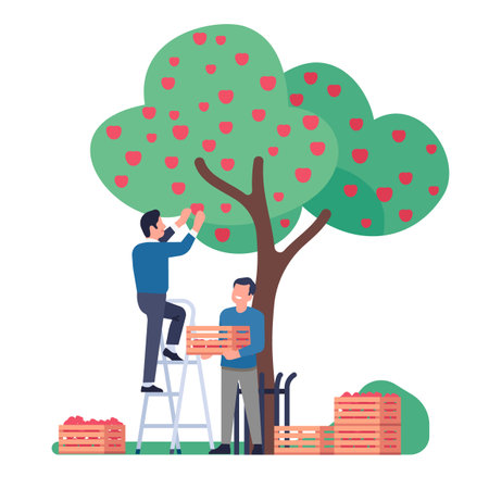 People pick apples in orchard. Gardeners collect crop from trees into wooden crates. Men harvesting fruits. Work in garden. Farmer standing on ladder. Agriculture workers. Vector conceptのイラスト素材