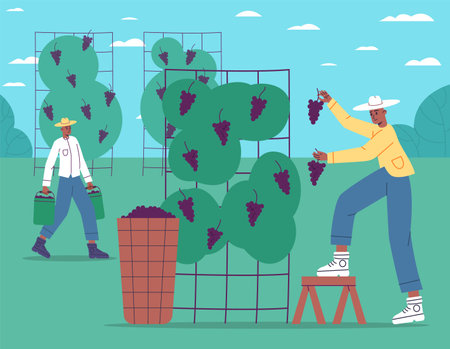 Grape harvest process. Cartoon winegrowers harvesting black grape. Farmers with baskets. Men carrying buckets with berry. People picking fruits from vines. Vector winemaking conceptのイラスト素材