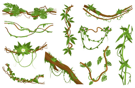 Jungle lianas. Intertwining curly stems of exotic plants. Rainforest leaves. Tropical flowers. Hanging branches. Climbing creepers. Botanical ivy greenery. Vector natural elements setのイラスト素材