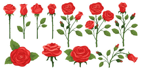 Cartoon red roses. Queen of flowers. Blooming plant stems. Romantic love botanical symbol. Twigs with green leaves. Valentine bouquet. Garden branches. Blossom buds. Recent vector setのイラスト素材