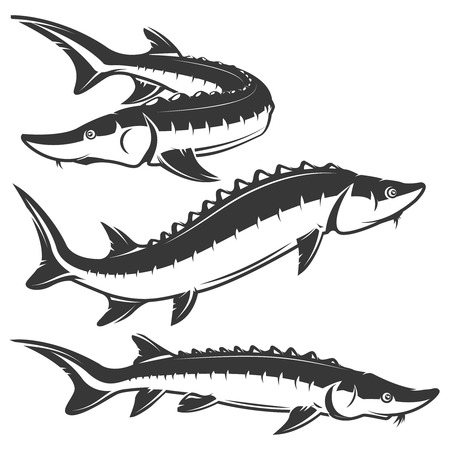 Set of sturgeon icons isolated on white background. Design elements , label, emblem, sign, brand mark. Vector illustration.のイラスト素材