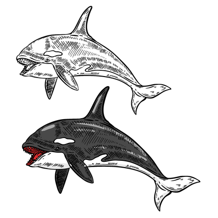 orca whale illustration isolated on white background. Vector illustrationのイラスト素材