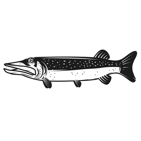 Pike fish icon isolated on white background. Design element for label, emblem, sign. Vector illustrationのイラスト素材