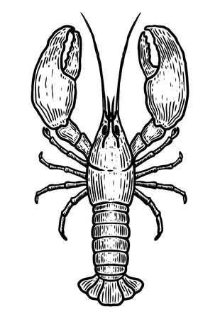 Hand drawn lobster illustration on white background. Design element for logo, label, emblem, sign. Vector imageのイラスト素材