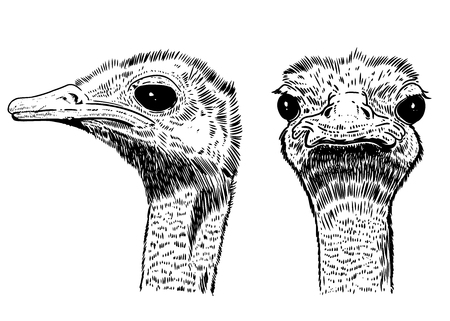 Ostrich illustration on white background. Design element for poster, card, t shirt, banner. Vector imageのイラスト素材