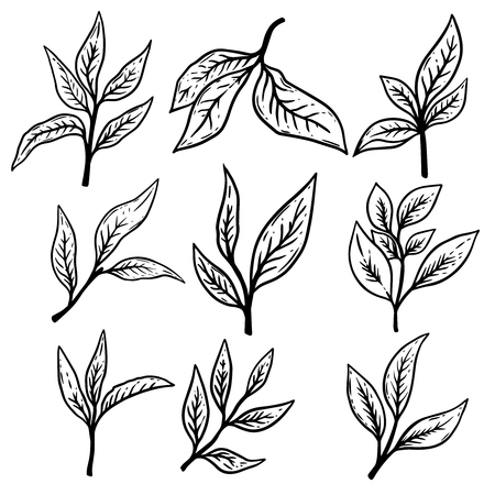 Set of hand drawn tea leaves illustrations. Design element for poster,label, card, banner, flyer. Vector illustrationのイラスト素材