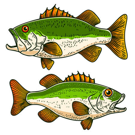 Illustrations of bass fish in engraving style. Design element for poster, card, banner, sign, emblem. Vector illustrationのイラスト素材