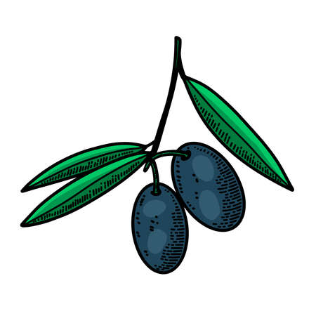 Illustration of olives in engraving style. Design element for poster, card, banner, sign. Vector illustrationのイラスト素材