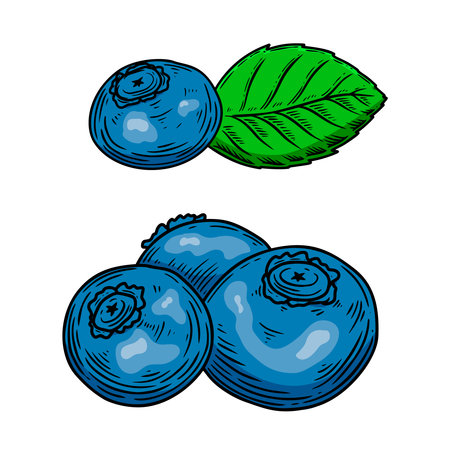 Illustration of blueberries in engraving style. Design element for poster, card, banner, sign. Vector illustrationのイラスト素材