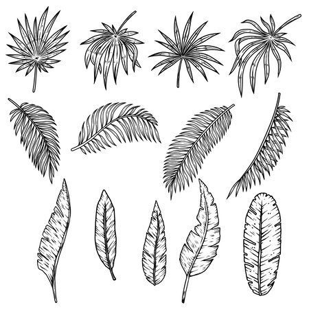 Set of illustrations of tropical leaves. Design element for poster, emblem, banner, sign, t shirt. vector illustrationのイラスト素材