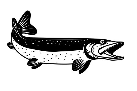 Illustration of pike fish in monochrome style. Pike fish isolated on white backgroundのイラスト素材