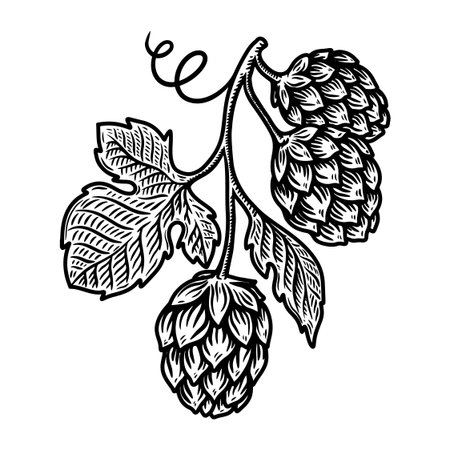 illustration of beer hop in engraving style. Design element for poster, label, sign, emblem, menu. Vector illustrationのイラスト素材
