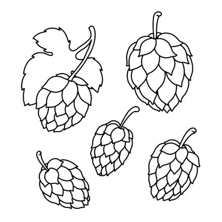 illustration of beer hop in engraving style. Design element for poster, label, sign, emblem, menu. Vector illustrationのイラスト素材