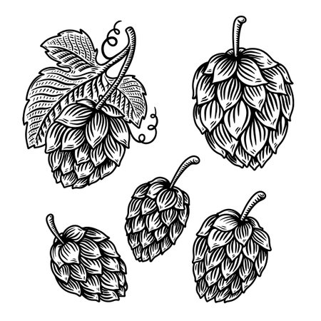illustration of beer hop in engraving style. Design element for poster, label, sign, emblem, menu. Vector illustrationのイラスト素材