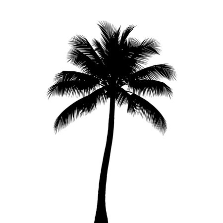 Silhouette of a tall coconut palm tree on white background.のイラスト素材