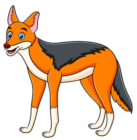 Cute Jackal cartoon animal vector illustrationのイラスト素材