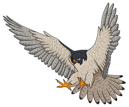 Falcon flying cartoon vector illustrationのイラスト素材