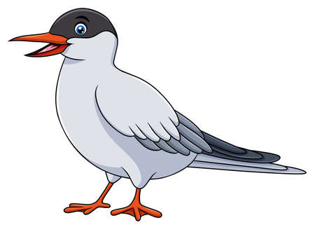 Cute Sternidae bird cartoon vector illustration