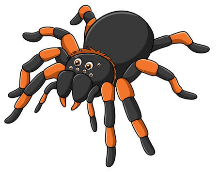 Cute Tarantula spider cartoon vector illustrationのイラスト素材