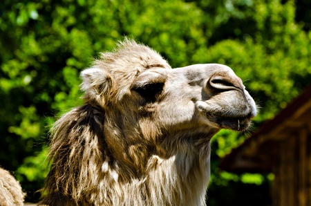 Head shot of a camel at a Zoo in Varna, Bulgariaの写真素材