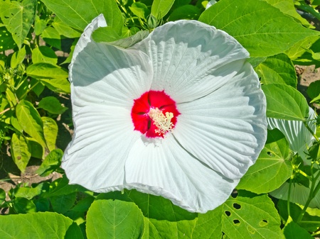 Simple white flower and green leafs