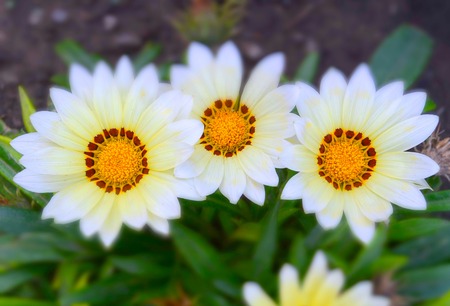meadow flowers in miniature effect, Gazania Aster