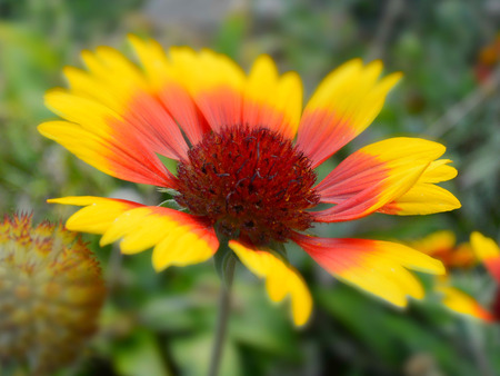 meadow flowers in miniature effect, Gaillardia Asterの写真素材
