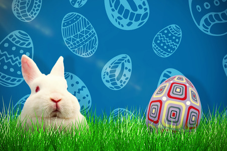 Close up portrait of rabbit against royal blueの写真素材