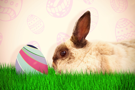 Side view of brown rabbit sitting  against beige backgroundの写真素材