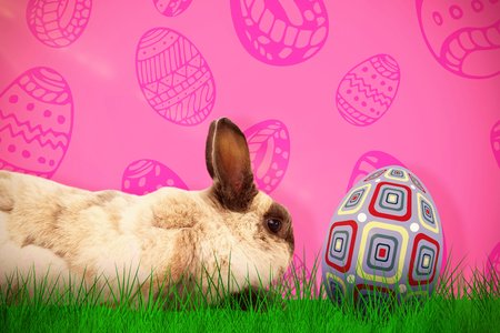 Side view of rabbit sitting against pink backgroundの写真素材