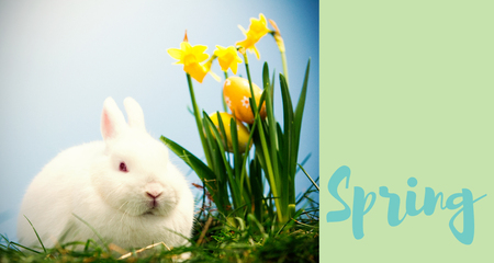 Easter greeting against green background