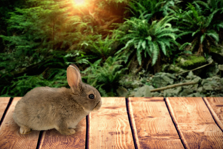 Close-up of brown Easter bunny against trees and plants growing in forestの写真素材