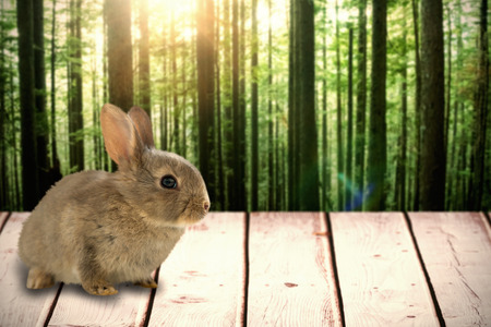 Close-up of brown bunny  against view of tropical forestの写真素材