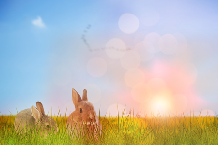 Close-up of Easter bunny against flock of bird flying over fieldの写真素材
