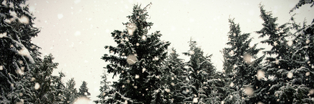 Snow covered trees against sky