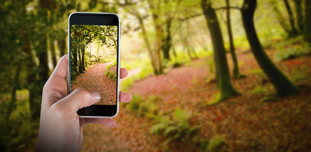 Close-up of hand holding smart phone against peaceful autumn scene in forestの写真素材