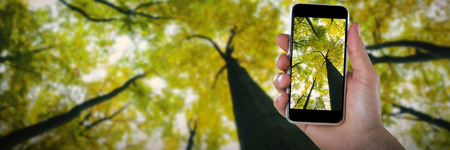 Cropped image of hand holding smart phone against low angle view of tall treesの写真素材