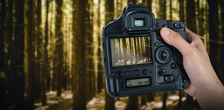 Cropped hand of photographer holding camera  against trees in a woodsの写真素材