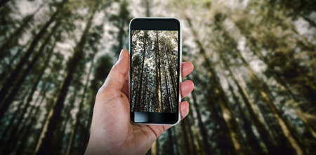 Cropped hand holding smart phone against trees growing in forestの写真素材