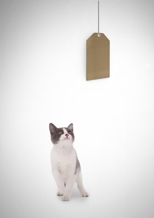 Digital composite of Cat watching price gift tagの写真素材