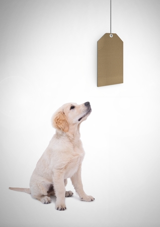 Digital composite of Dog watching price gift tagの写真素材