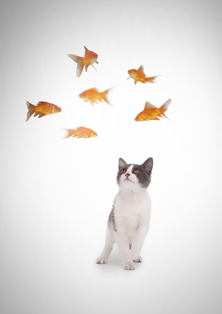 Digital composite of Cat watching fishの写真素材