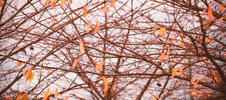 Full frame shot of autumn tree against skyの写真素材