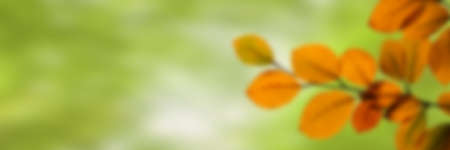 Digital composite of Forest leavesの写真素材