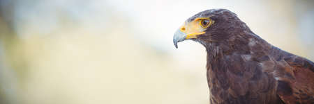 Close up of golden eagle looking away