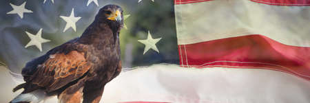 Close up of golden eagle against full frame of wrinkled american flagの写真素材