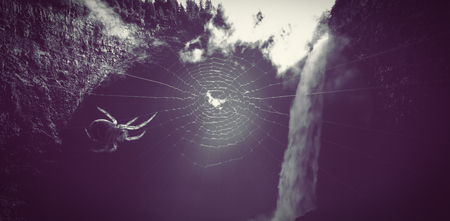 Close up of spider on spiderwebの写真素材
