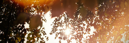 Branch of maple leaves in autumn on a sunny dayの写真素材