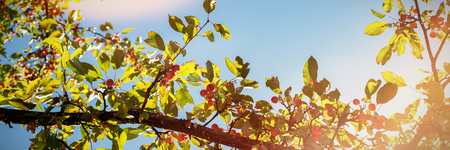 Tree branch with ripe fruits against the sky on a sunny dayの写真素材