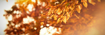 Yellowish orange autumn leaves on branch of tree during daytimeの写真素材